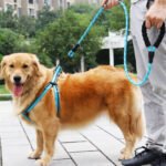 Blue strong dog leash with reflective threads, held by a person walking a large dog.